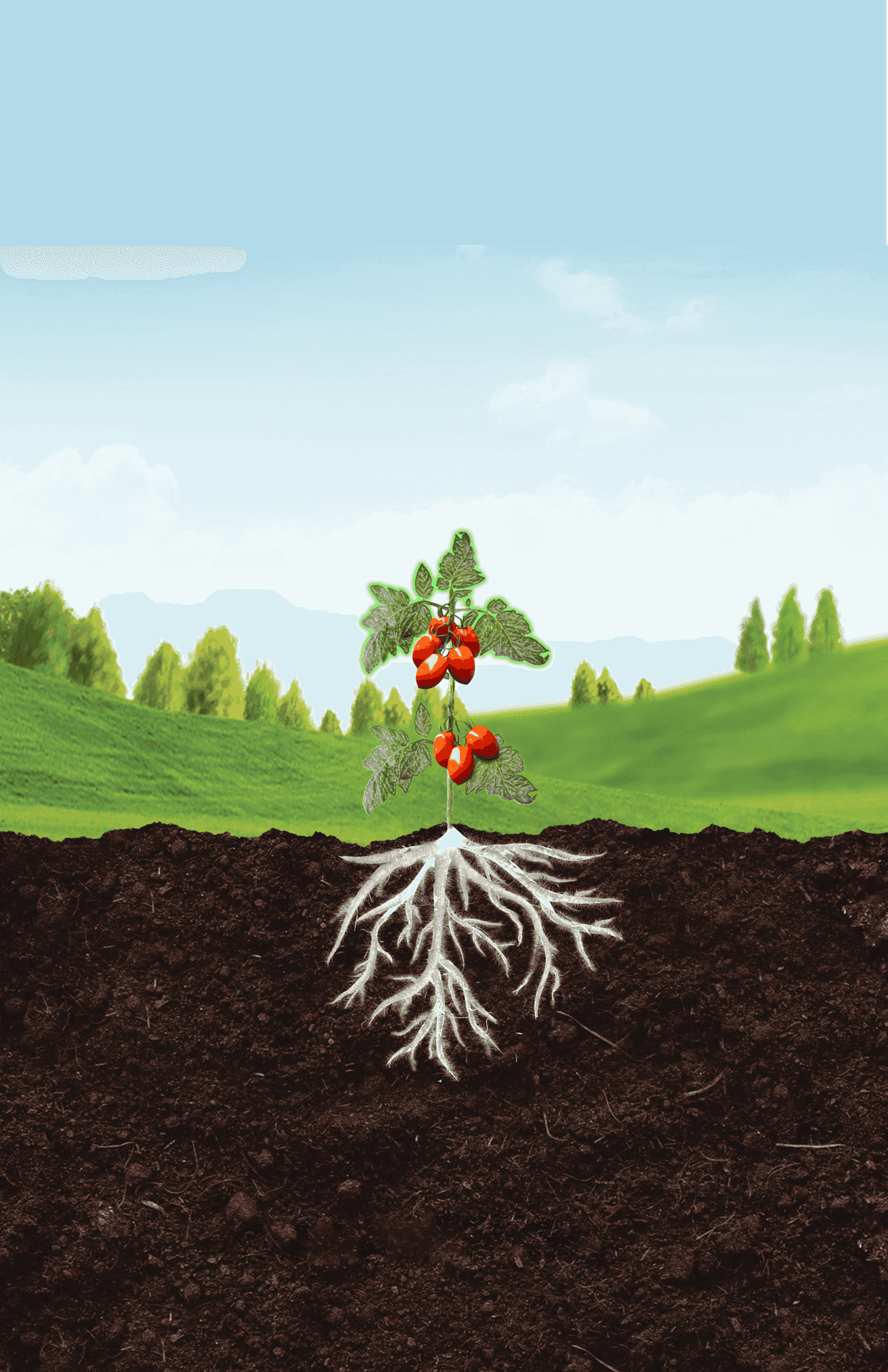 Campo agrícola con tecnología ECCA Carboxy — bioestimulación Innovak Global