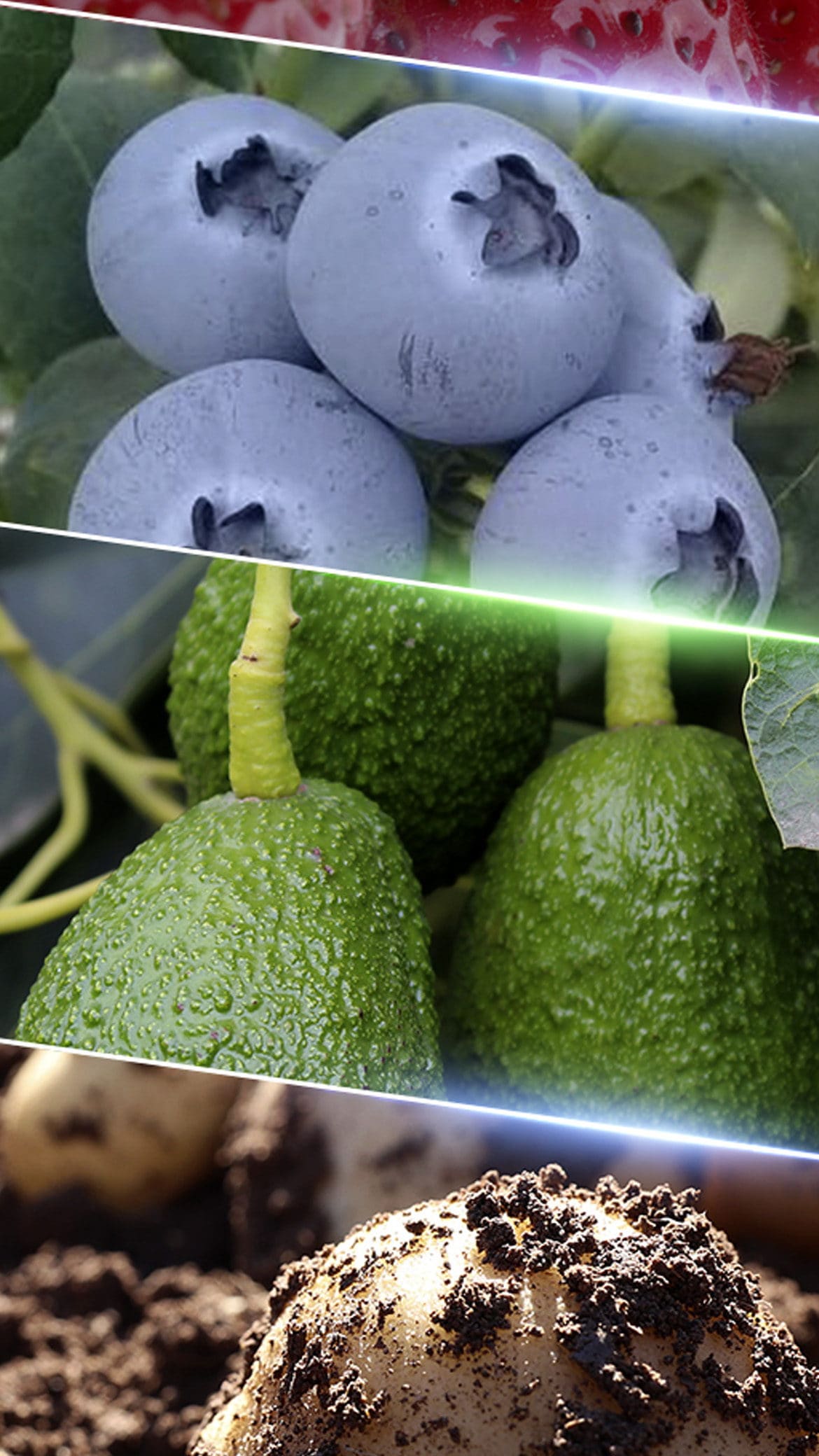 Agricultura Regenerativa