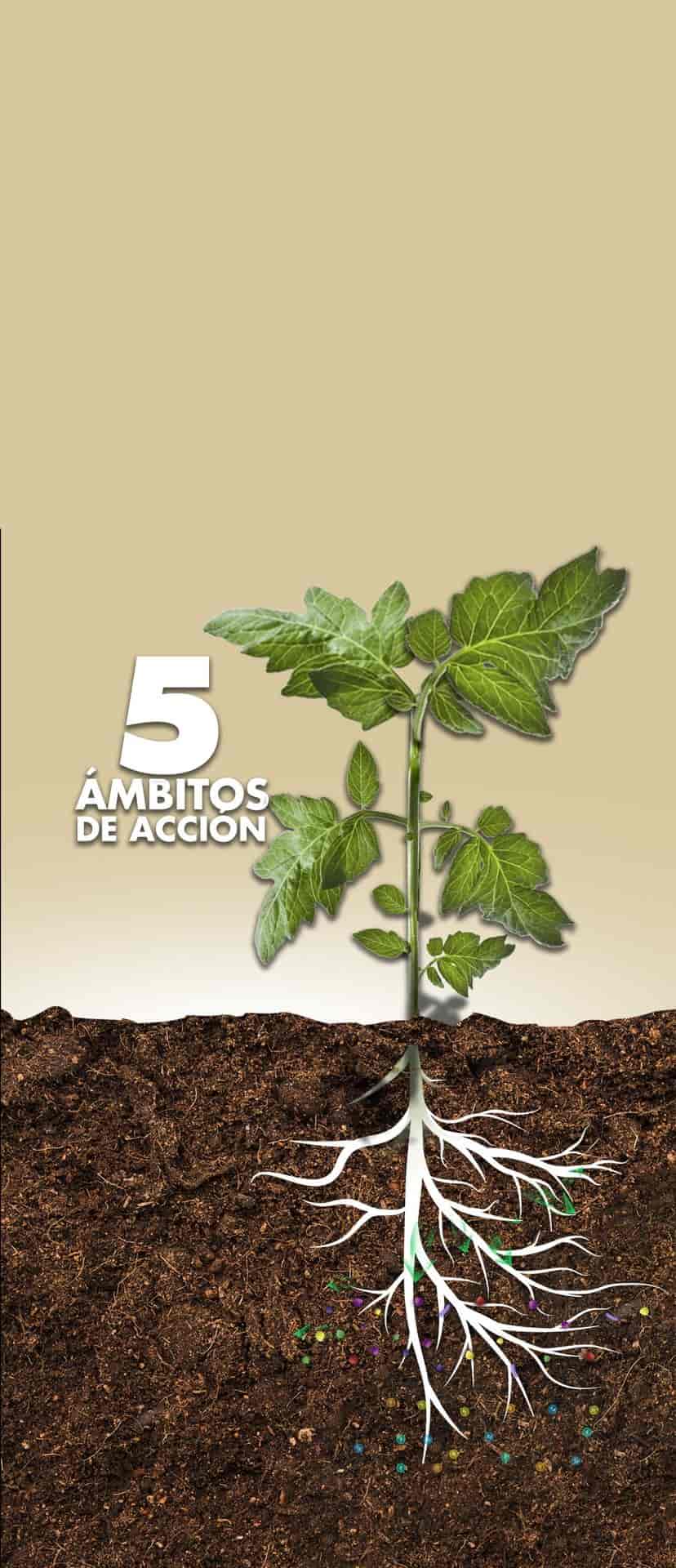 Sistema radicular con tecnología RDR — regulación radicular Innovak Global